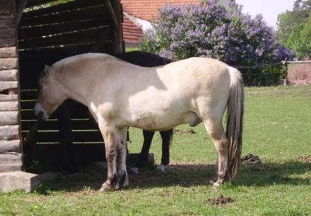 Obézní kůň, plemeno typicky predisponované k IR.